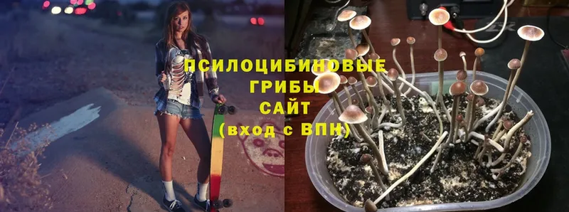 наркошоп  мега ССЫЛКА  Галлюциногенные грибы Psilocybe  Мосальск 